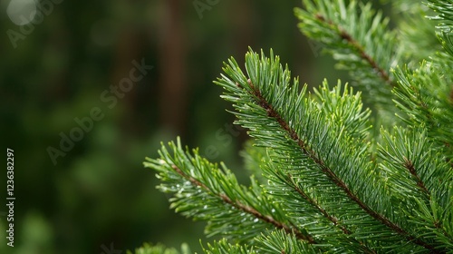 Evergreen tree branch, rain drops, forest background, nature photography, website banner