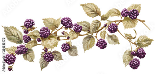 Vintage Botanical Artwork of Blackberry Bush, Natural Fruit Art with Green Leaves and Soft Purple Berries