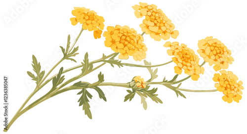 Cheerful botanical themes brought to life with a vintage golden yarrow flower illustration in vibrant yellow tones, offering a bright, warm touch to any decorative concept or natural-inspired design.