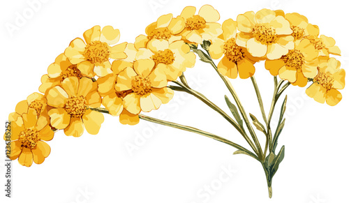 Golden yarrow flower in vintage botanical illustration, showcasing vibrant yellow tones ideal for bringing cheerful vibes to a variety of themes, a perfect mix of nature’s colors and vintage design.