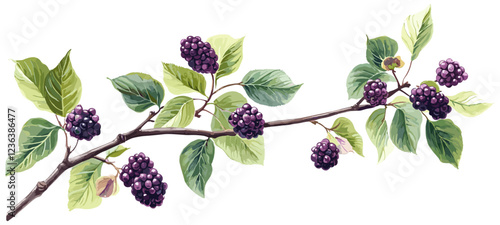 Antique decor with vintage botanical illustration of mulberry tree, ripe purple berries, and soft green leaves in natural colors