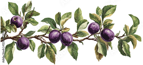 A vintage botanical illustration of a plum tree branch with ripe purple plums, green leaves, and delicate pastel tones, perfect for adding elegance to any room.