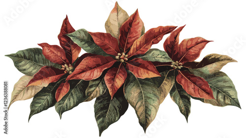 Vintage botanical art of a poinsettia flower, Christmas red and green hues, perfect floral illustration for holiday decor