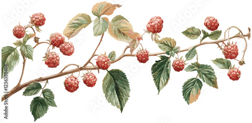 Raspberry plant illustration in a vintage botanical style, showcasing natural tones, ripe red berries, and lush green leaves.