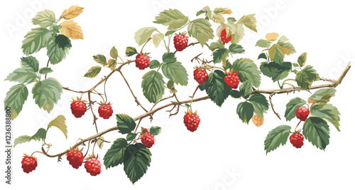 Raspberry bush vintage botanical illustration with soft green leaves, ripe berries, and a calming palette of natural tones.