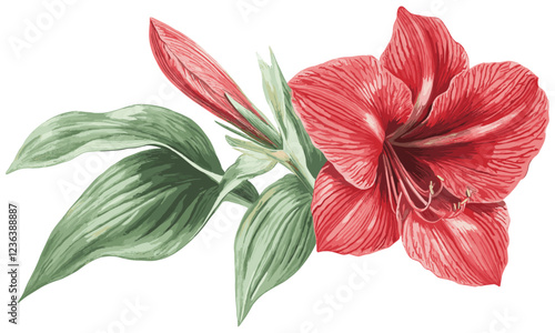 Vintage Botanical Illustration of a Red Amaryllis Flower with Lush Green Leaves, Classic Christmas Plant Artwork