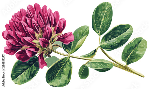 Vintage botanical illustration of a red clover f 2