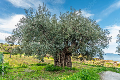 Albero di ulivo secolare