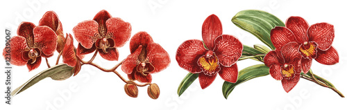 Intricate botanical illustration of a red orchid flower, vintage style, perfect for enhancing elegant decor with natural beauty.