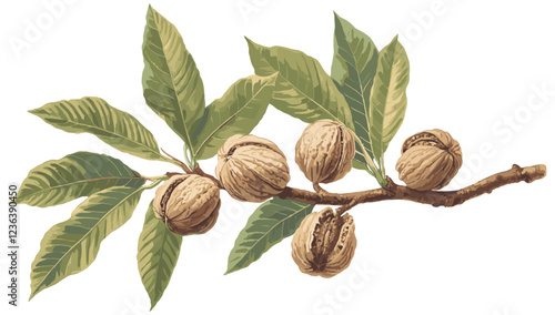 Vintage botanical illustration showcasing a detailed walnut tree branch with soft brown walnuts, vibrant green leaves, natural tones, and elegant antique fruit decor design for classic art lovers