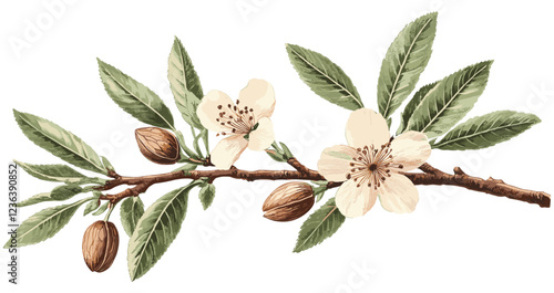 Almond tree branch illustration, vintage botanical design, soft brown almonds, green leaves, antique fruit decor, natural tones