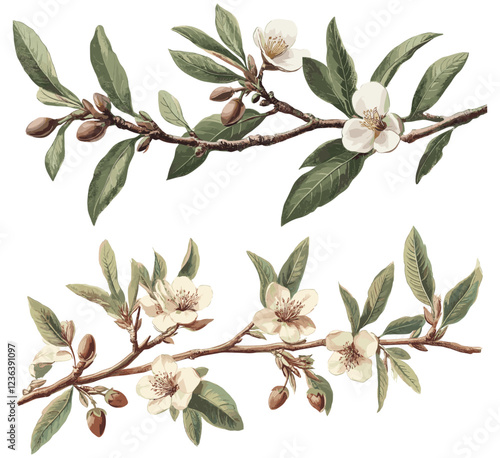 Vintage botanical almond tree branch, antique fruit decor, green leaves, soft brown almonds, natural tones, detailed illustration