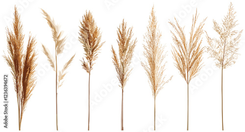 Vintage Pampas Grass Stems, Neutral Boho Color, Illustration, Vector, Dried Grass, Bohemian Decor, Nature Illustration, Minimalist Art, Rustic Style, Elegant Design, Soft Tones, Organic Elements