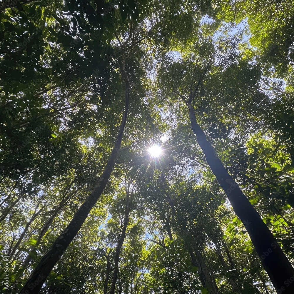 Fototapeta premium From a low - angle on the ground, view a beautiful green forest with tall trees. The sun shines through the canopy, creating vibrant colors in this detailed scene.