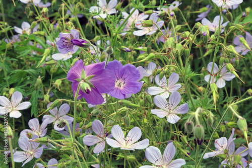 Himalayan Crane's bill flowers, Derbyshire England
 photo