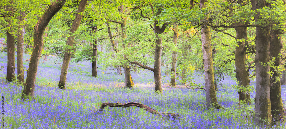 Φωτογραφία Wide panorama of a serene spring woodland in Kinclaven, Perthshire, Scotland, UK with colourful bluebells, oak trees, and idyllic dappled sunlight filtering through the forest canopy