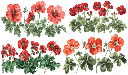 Bright red geranium flowers with green leaves, nostalgic classic engraving style, vintage botanical illustration, floral art, home decor, garden print, decorative flower art, botanical wall art.