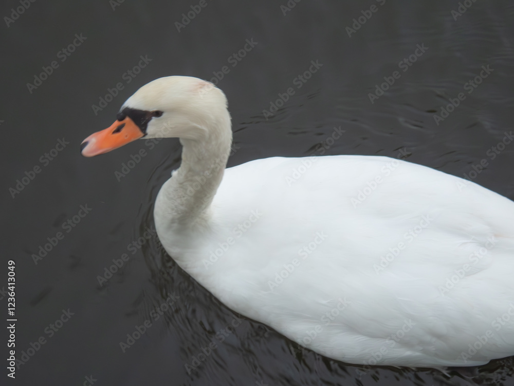 Fototapeta premium White Swan swimming in water