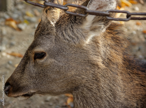 deer in the zoo