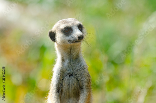 A meerkat surveys the area