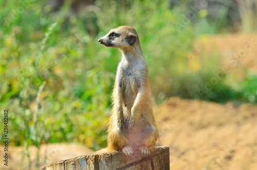 A meerkat surveys the area