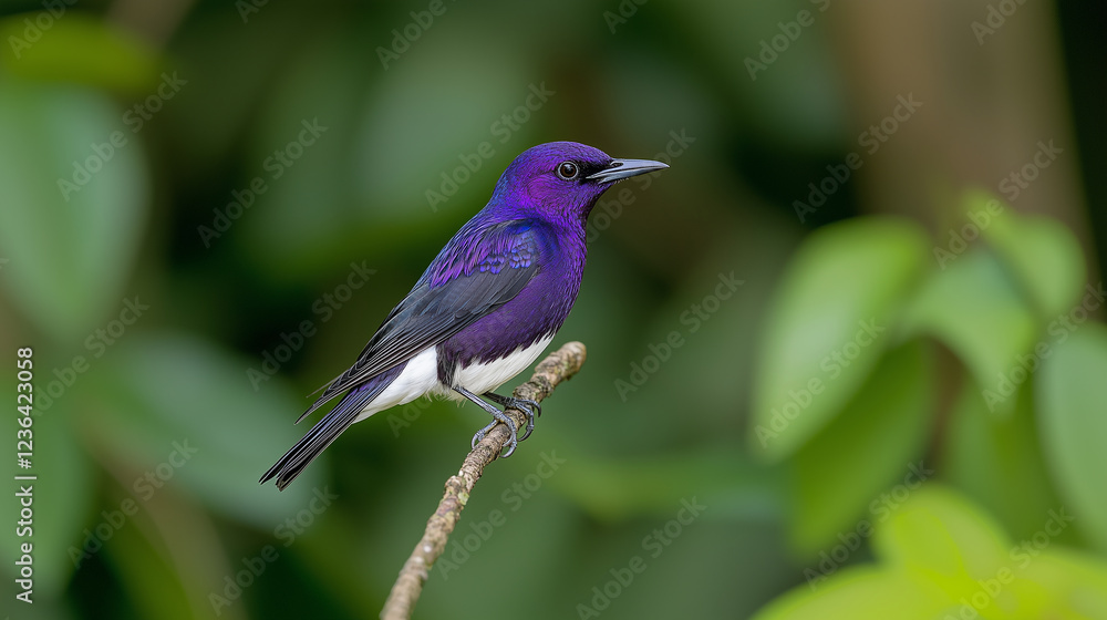 A peaceful scene featuring a stunning purple bird at rest A peaceful scene featuring a stunning purple bird at rest