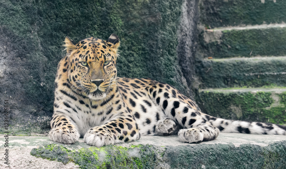 Fototapeta premium Leopard in the zoo