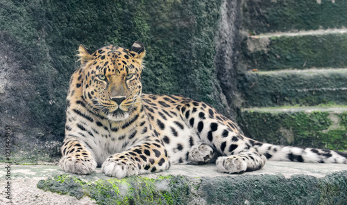 Leopard in the zoo