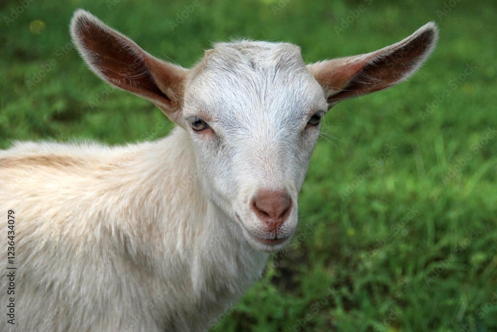 White lamb portrait Close up of the face White lamb portrait Close up of the face