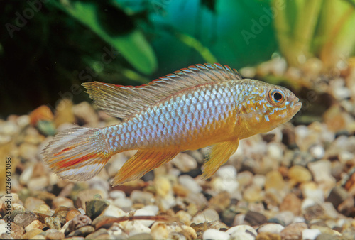 Apistogramma agassizii photo