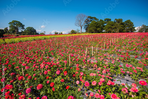 Wallpaper Mural A flower garden under the sunshine and clear sky Torontodigital.ca