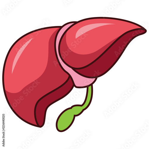 Human liver and gallbladder organ isolated on white background