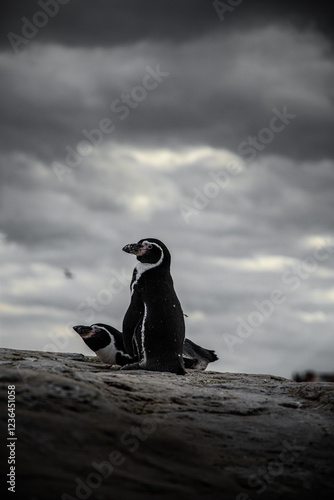 penguin on the rock 