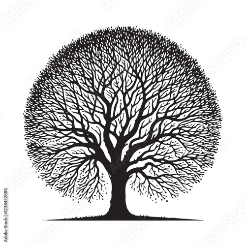 Stylized Elm Tree silhouette with wide-spreading canopy - Elm Tree silhouette - Elm Tree vector - Elm Tree illustration - Elm silhouette - Elm vector
