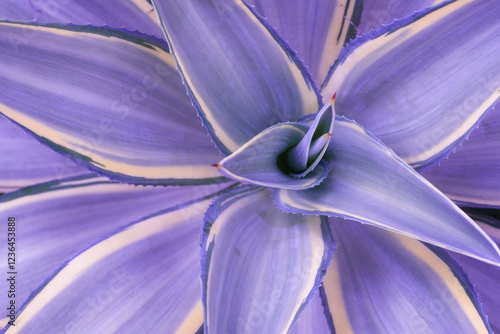 Purple valentine's background