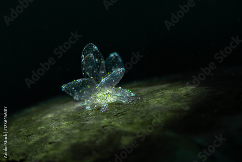 Dark-Net Butterfly Slug Cyerce sp. 4, NSSI2. Underwater macro photography from Romblon, Philippines