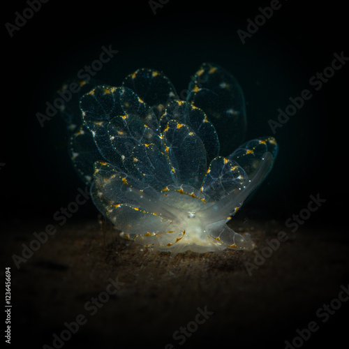 Elegant Butterfly Slug (Cyerce elegans). Underwater macro photography from Romblon, Philippines