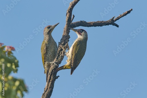 Portrait of two beautiful european green woodpeckers. Picus viridis. Green woodpecker in the nature habitat
 photo