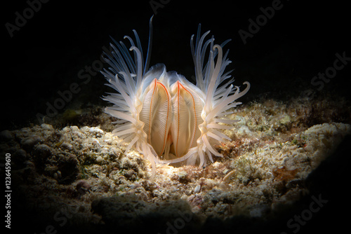 File clam (Limaria sp.) This intriguing animals with fleshy tentacles are sometimes seen near living reefs, under corals and stones. Philippines