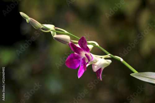 Anggrek Larat or Dendrobium Phalaenopsis photo