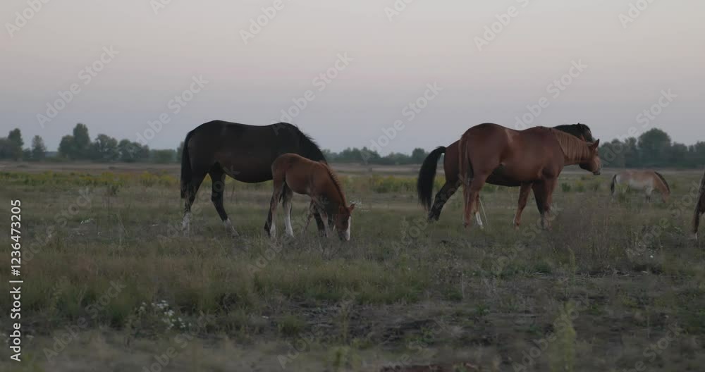 Herd of Horses Grazing on Field Pastures on Countryside. Rural Scene 4K 10-bit Herd of Horses Grazing on Field Pastures on Countryside. Rural Scene 4K 10-bit