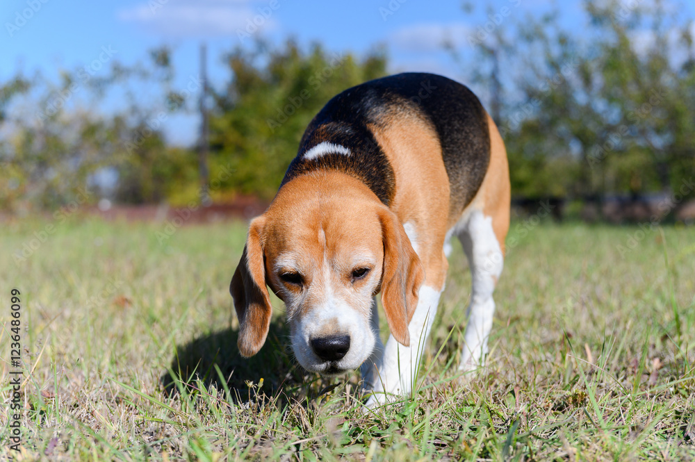 A tricolor beagle with white, brown, and black fur sniffs the grass. A tricolor beagle with white, brown, and black fur sniffs the grass.