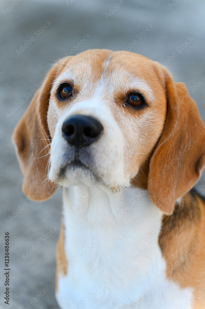 Beagle head close-up on a gray background, outdoors. Beagle head close-up on a gray background, outdoors.
