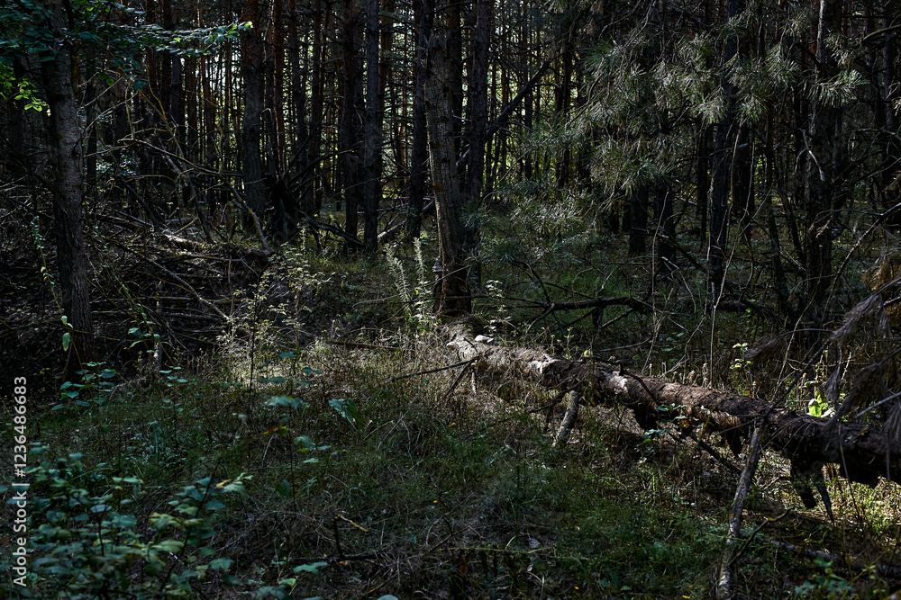 Dense forest with tall trees fallen log on ground sunlight filtering through branches creating dappled light effect lush green undergrowth scattered leaves and twigs serene natural woodland scene Dense forest with tall trees fallen log on ground sunlight filtering through branches creating dappled light effect lush green undergrowth scattered leaves and twigs serene natural woodland scene