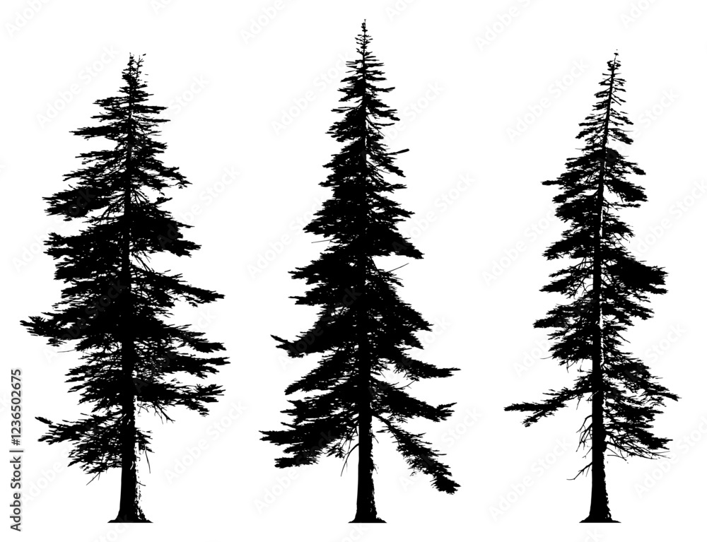 Obraz premium Abies concolor silhouettes. Pine fir tree tall tree isolated premium vector image, black shapes