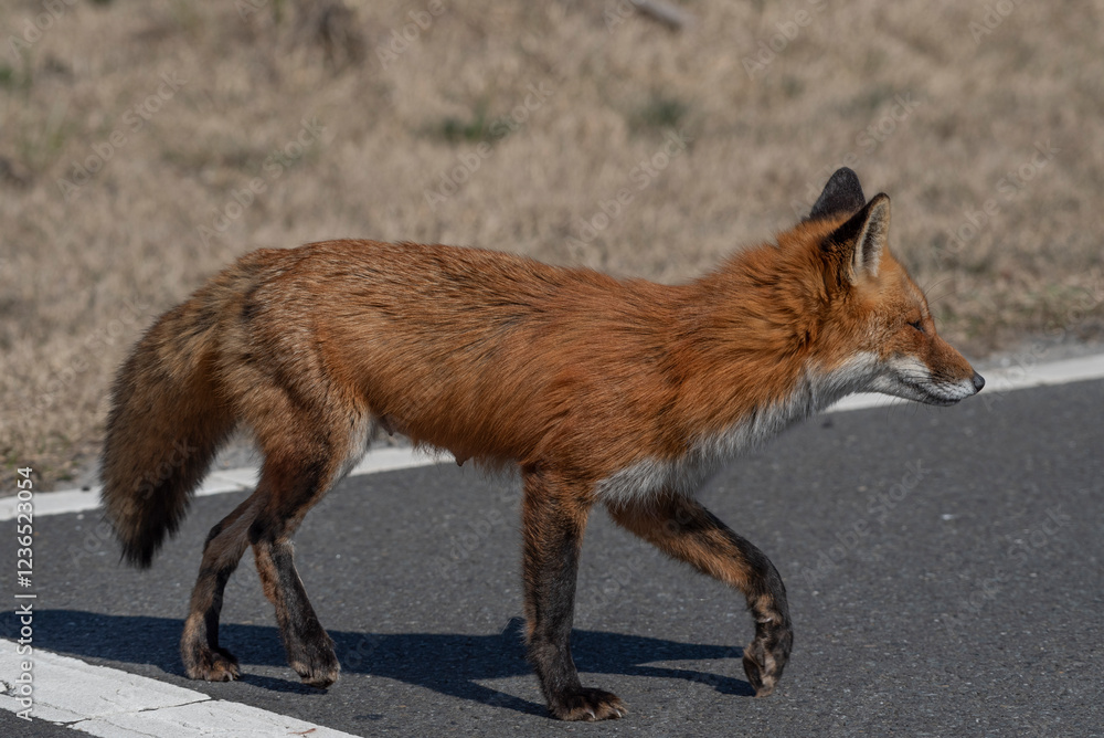 Fototapeta premium Red Fox