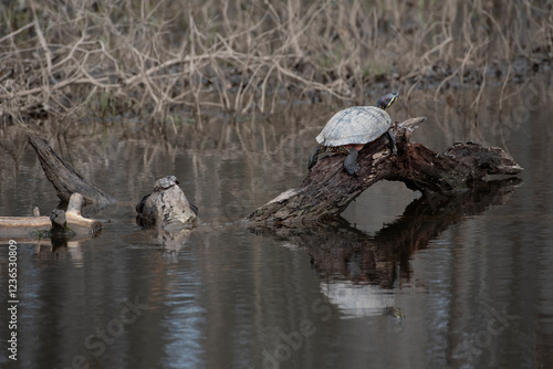 Red Eared Slider photo