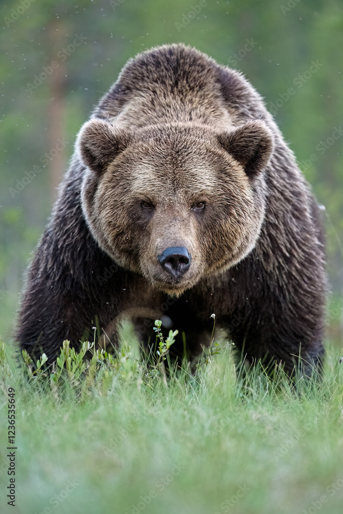 Big male brown bear with powerful pose Big male brown bear with powerful pose