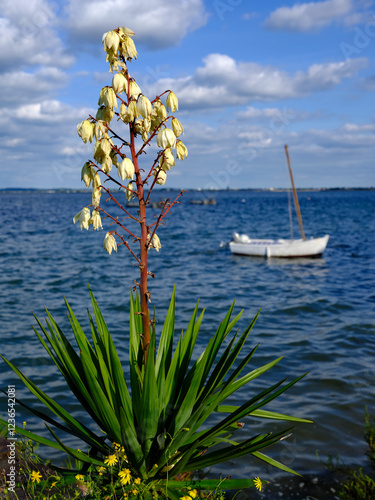 Yucca gloriosa blooming of Le Croisic in the Loire-Atlantique department in western France.  photo