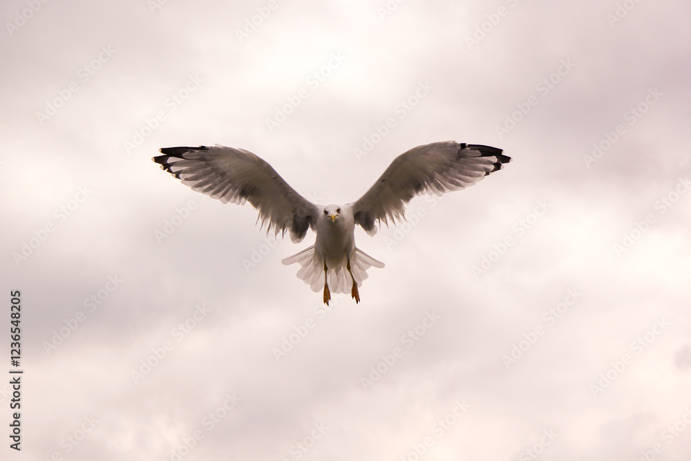 Obraz premium White seagull gliding through a cloudy sky, wings spread wide in perfect symmetry. Its gaze meets the camera, with black-tipped feathers contrasting against the soft, grayish-white clouds.